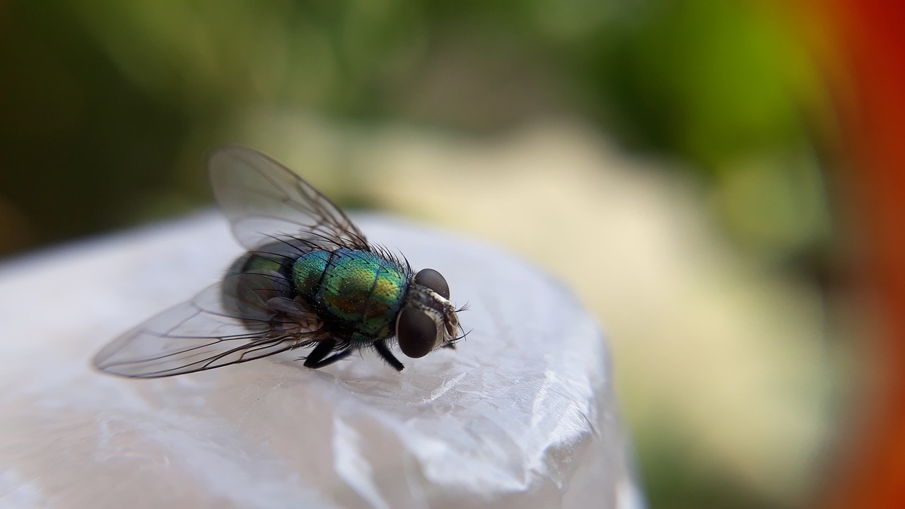 insect fly wing free photo