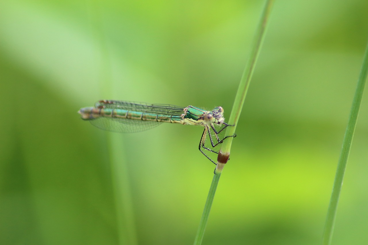 insect dragonfly nature free photo