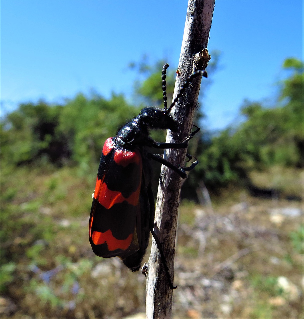 insect beetle the antennæ free photo