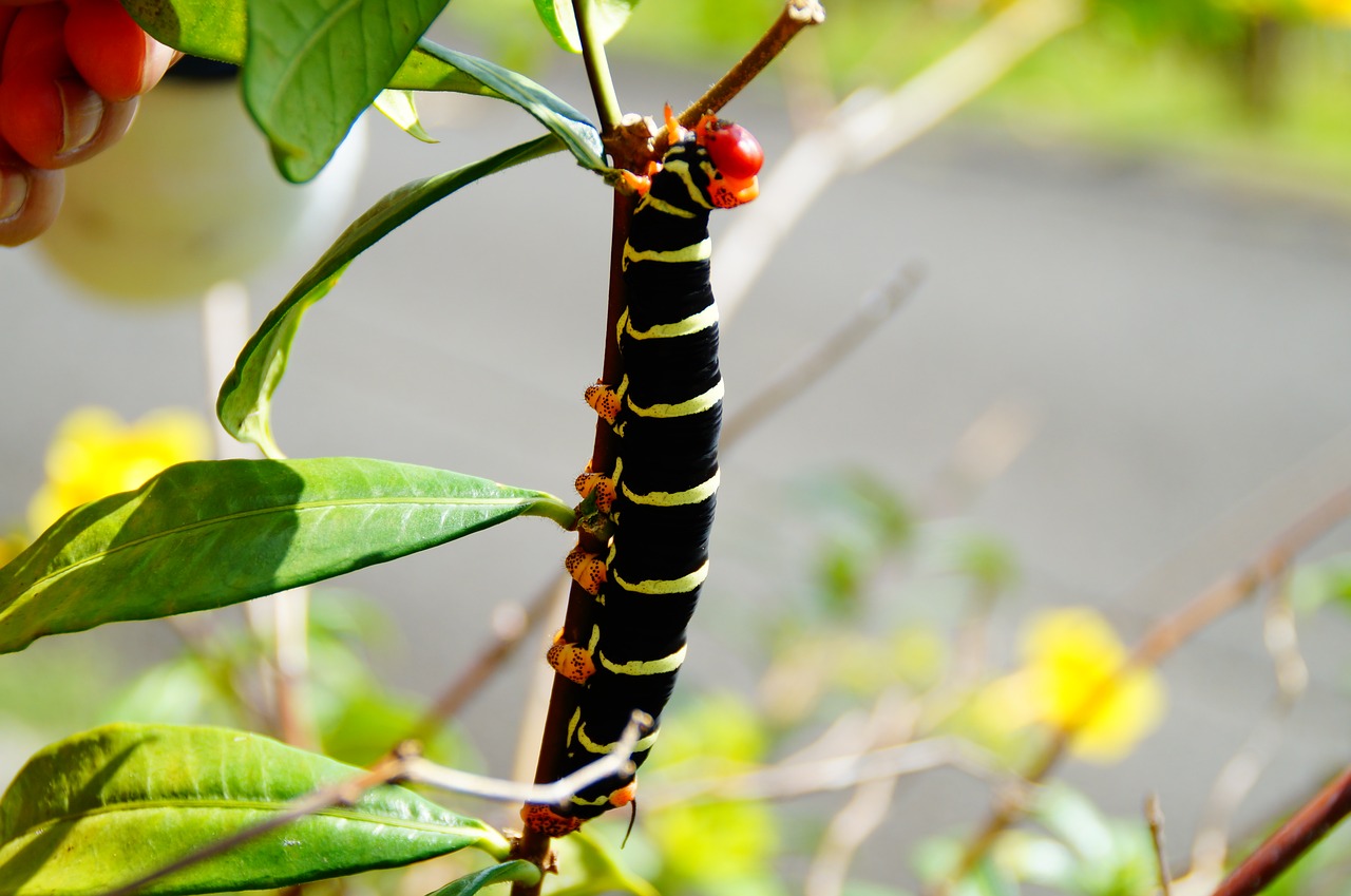 insect nature leaf free photo