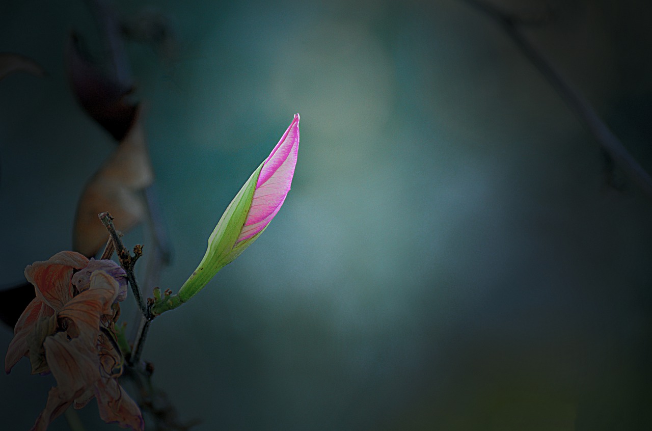 insect nature flower free photo