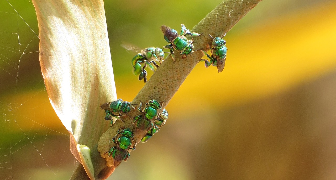 insect nature outdoors free photo