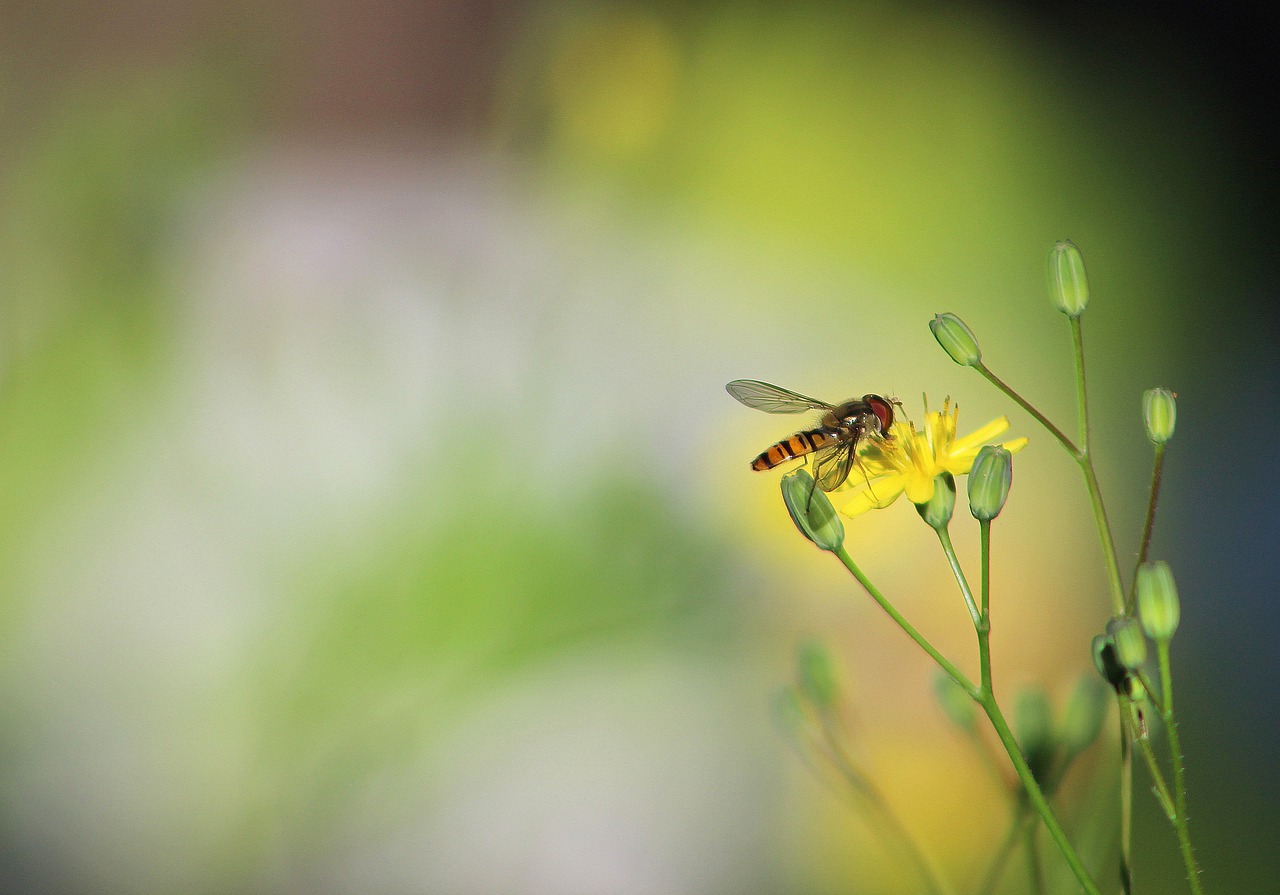 insect nature bee free photo