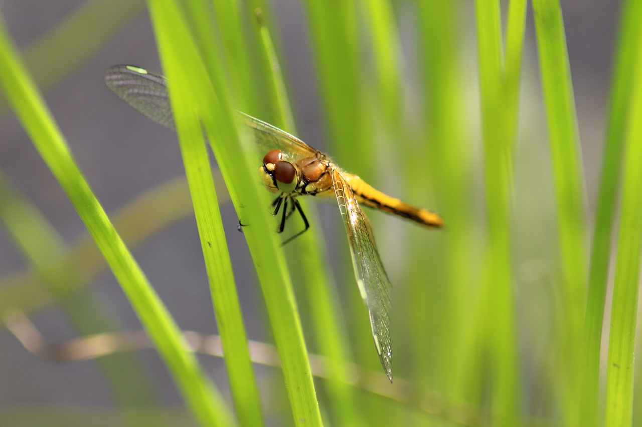 insect nature dragonfly free photo