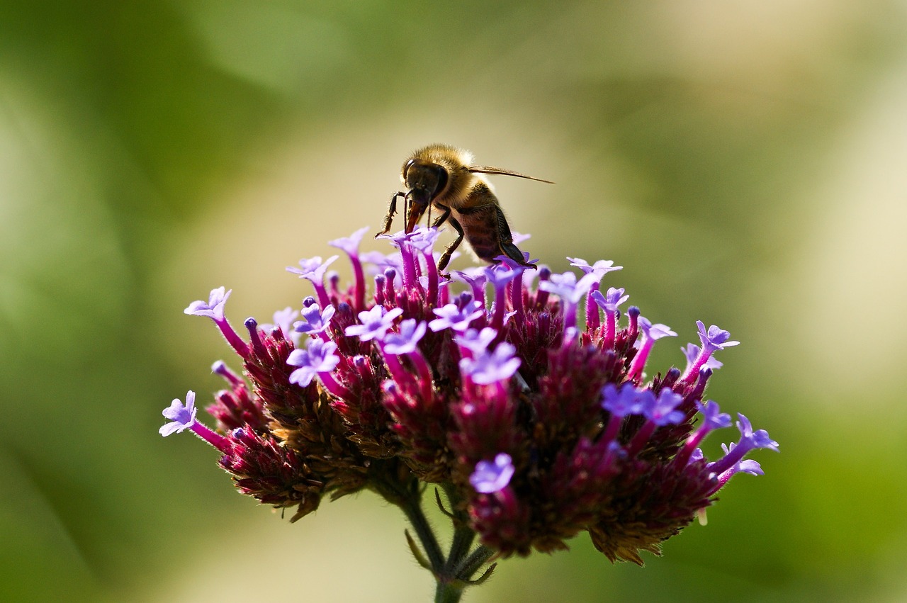 insect bee nature free photo