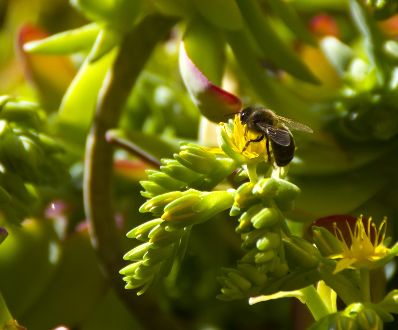 insect nature plant free photo