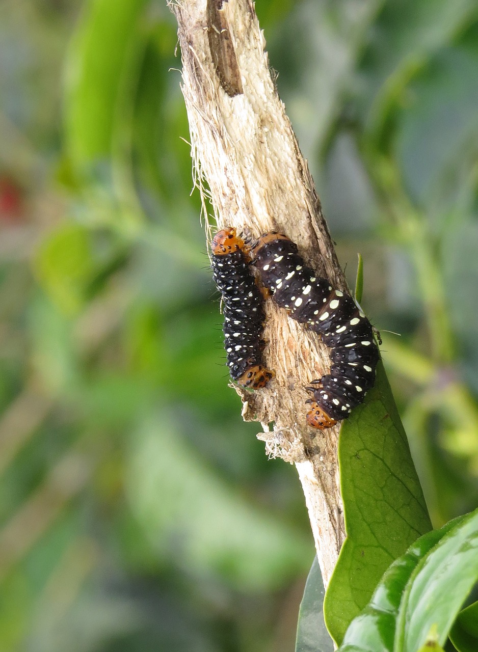 insect nature leaf free photo