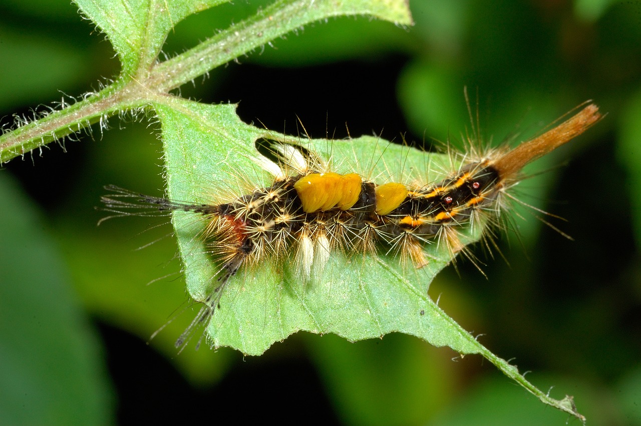 insect caterpillar nature free photo