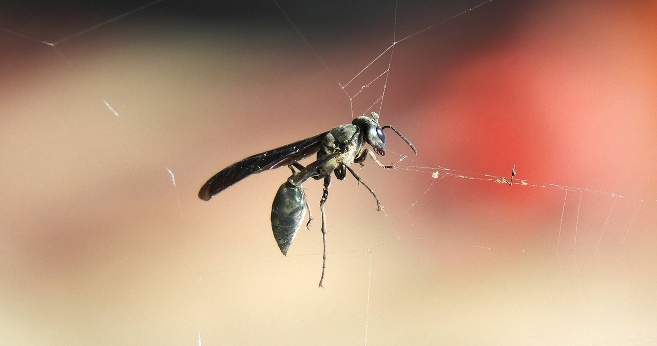 insect nature wasp free photo