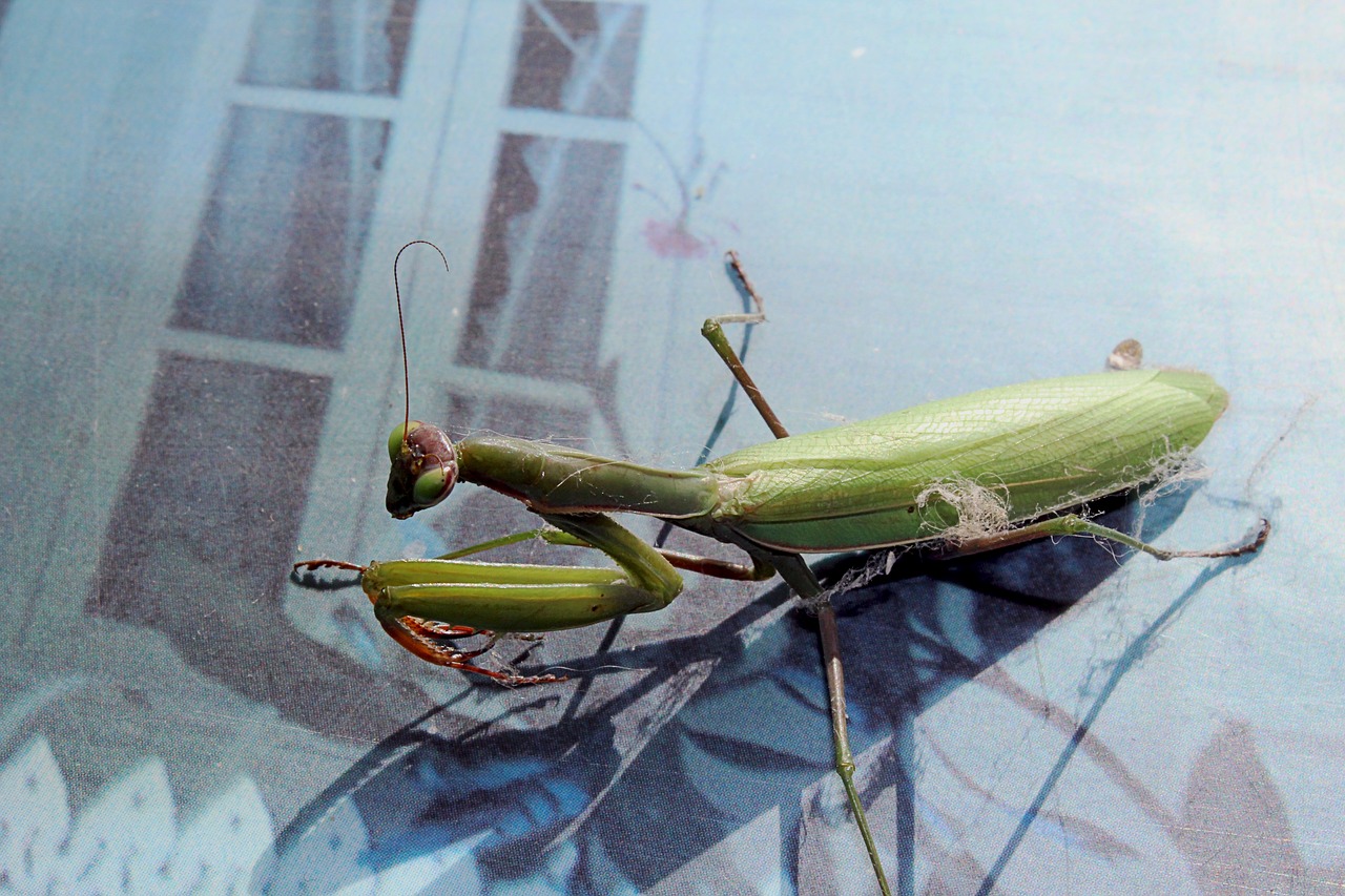 insect mantis nature free photo