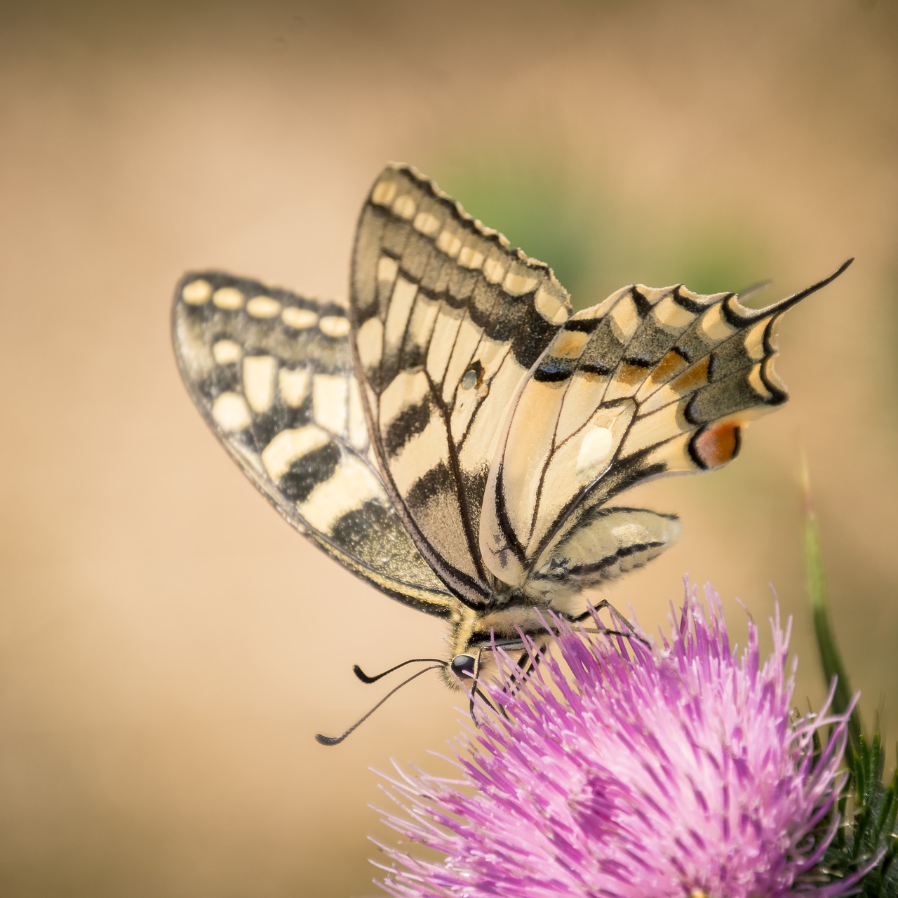 insect butterfly nature free photo