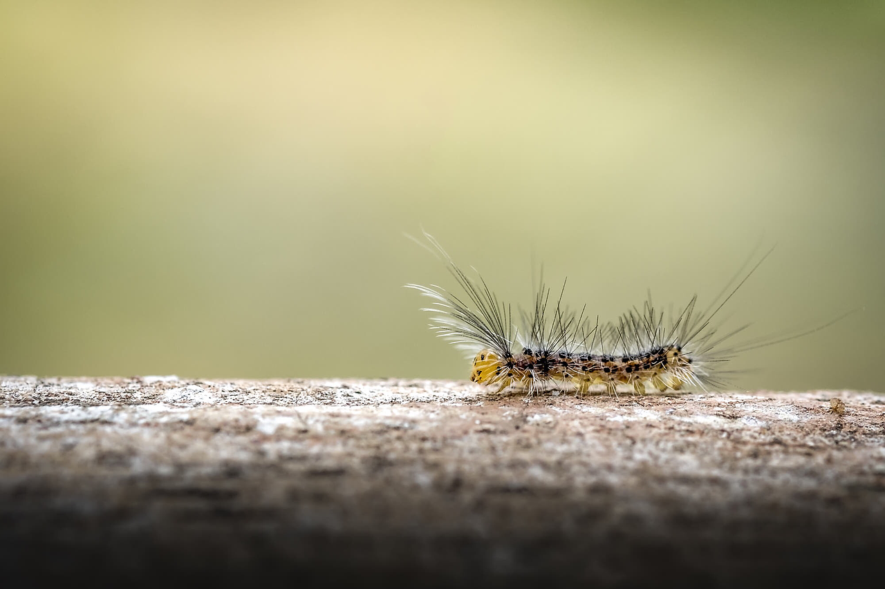 insect garden sol free photo