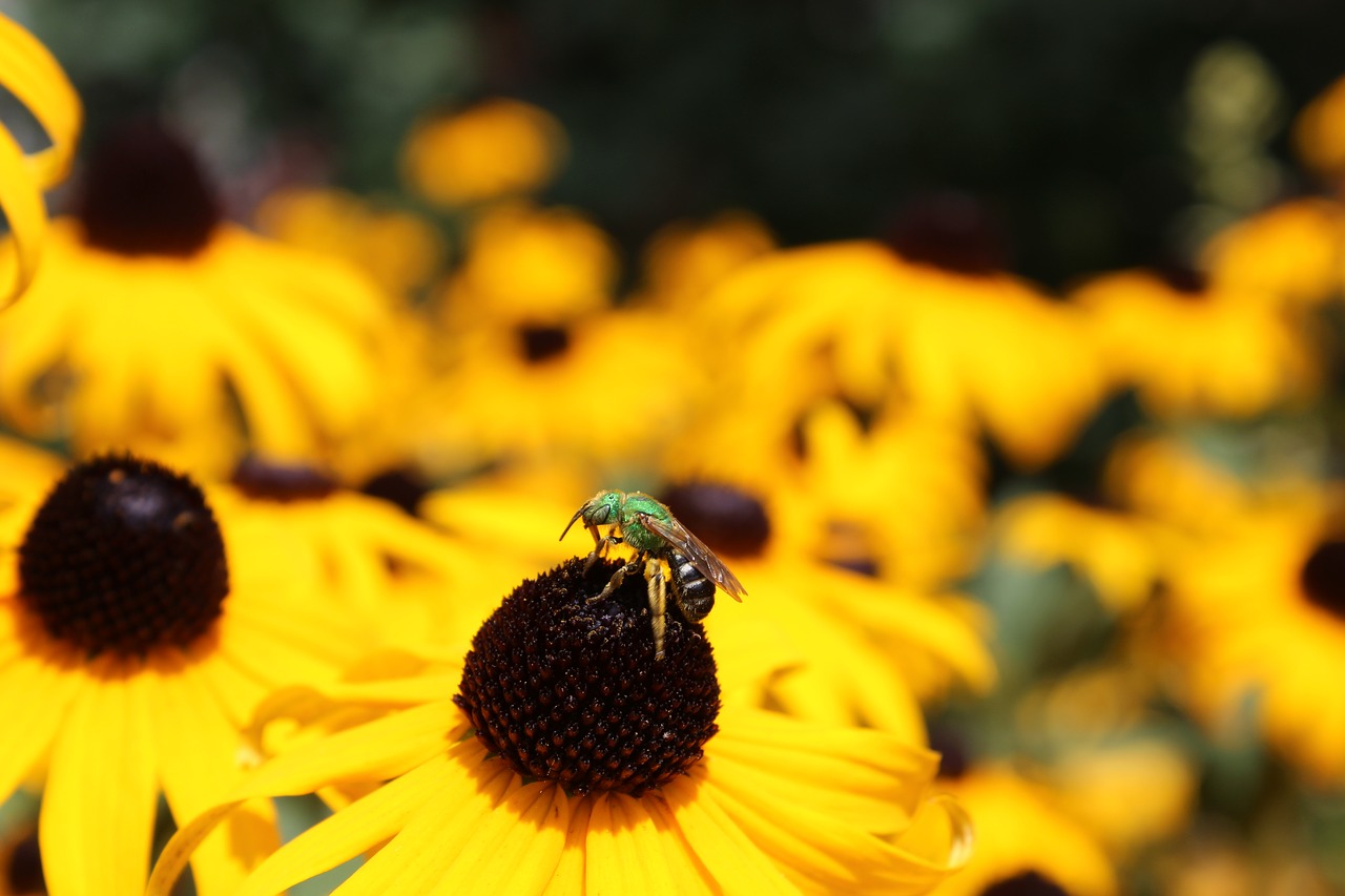 insect nature outdoors free photo