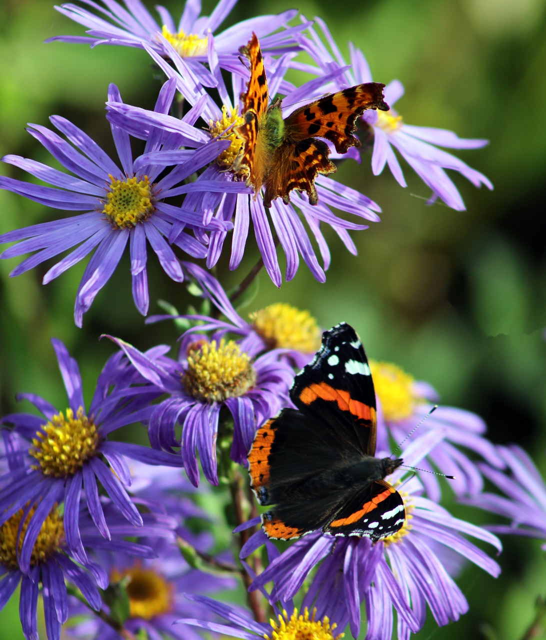 insect nature butterfly free photo