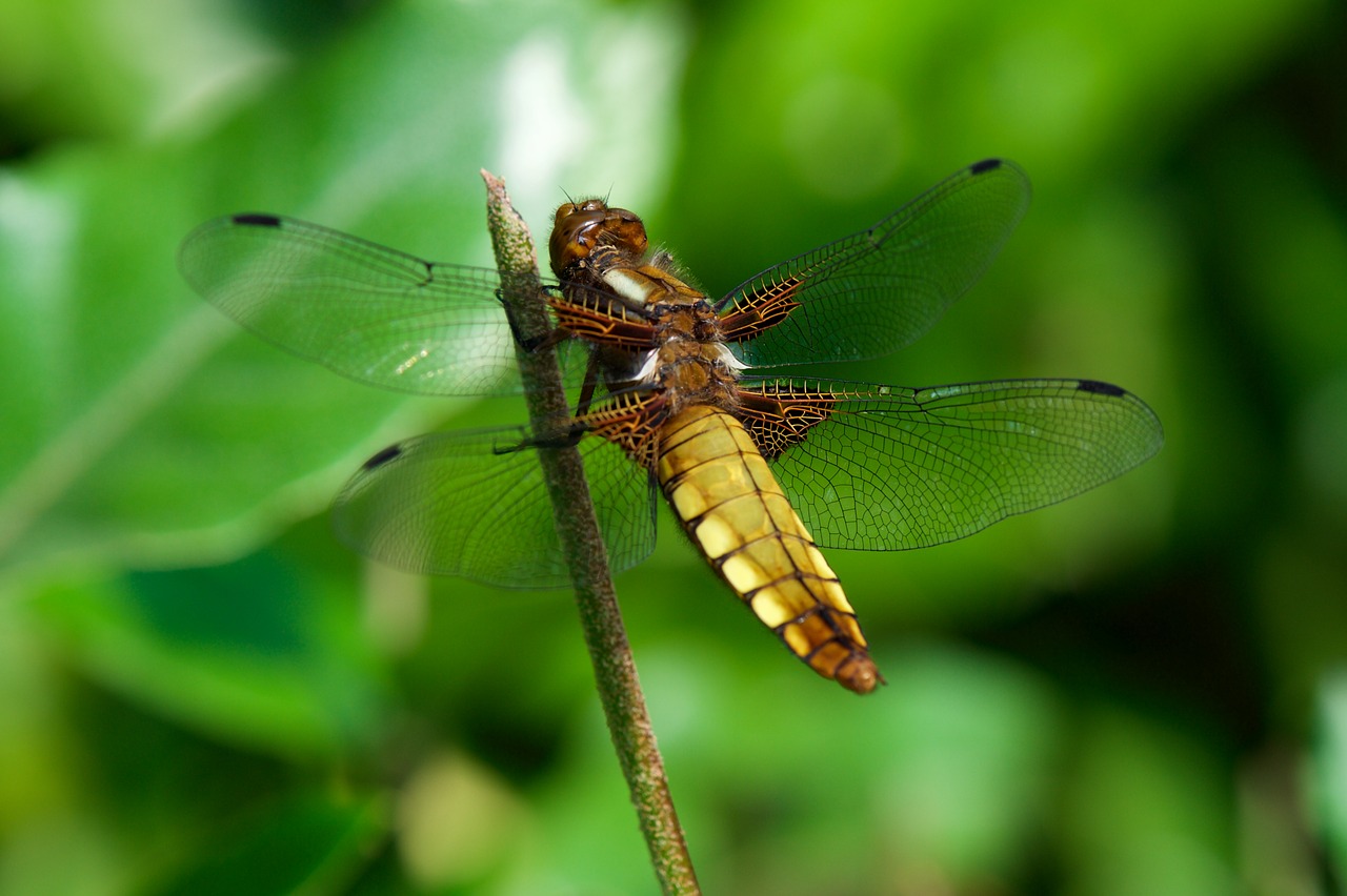 insect nature dragonfly free photo