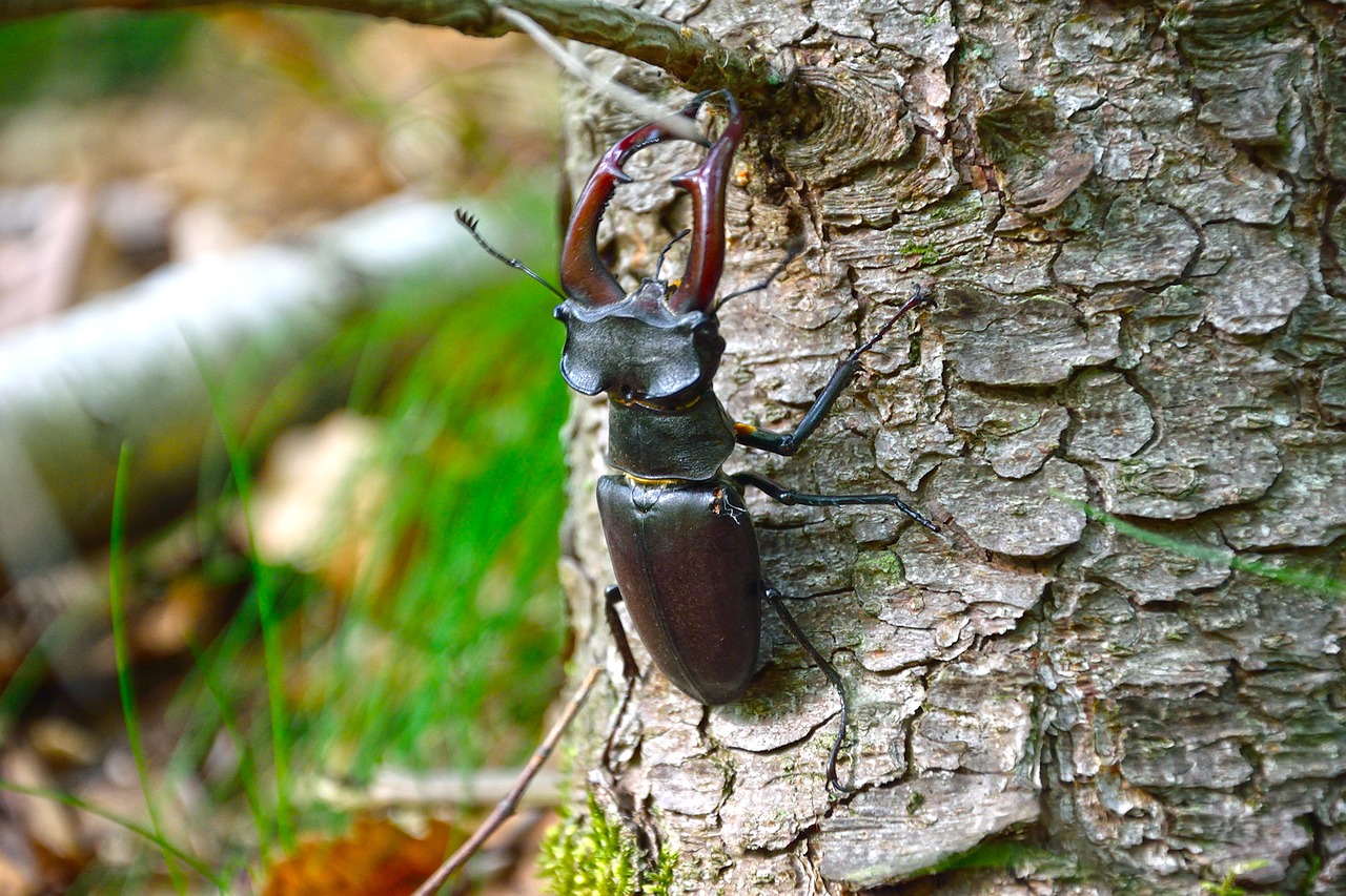 insect nature wood free photo