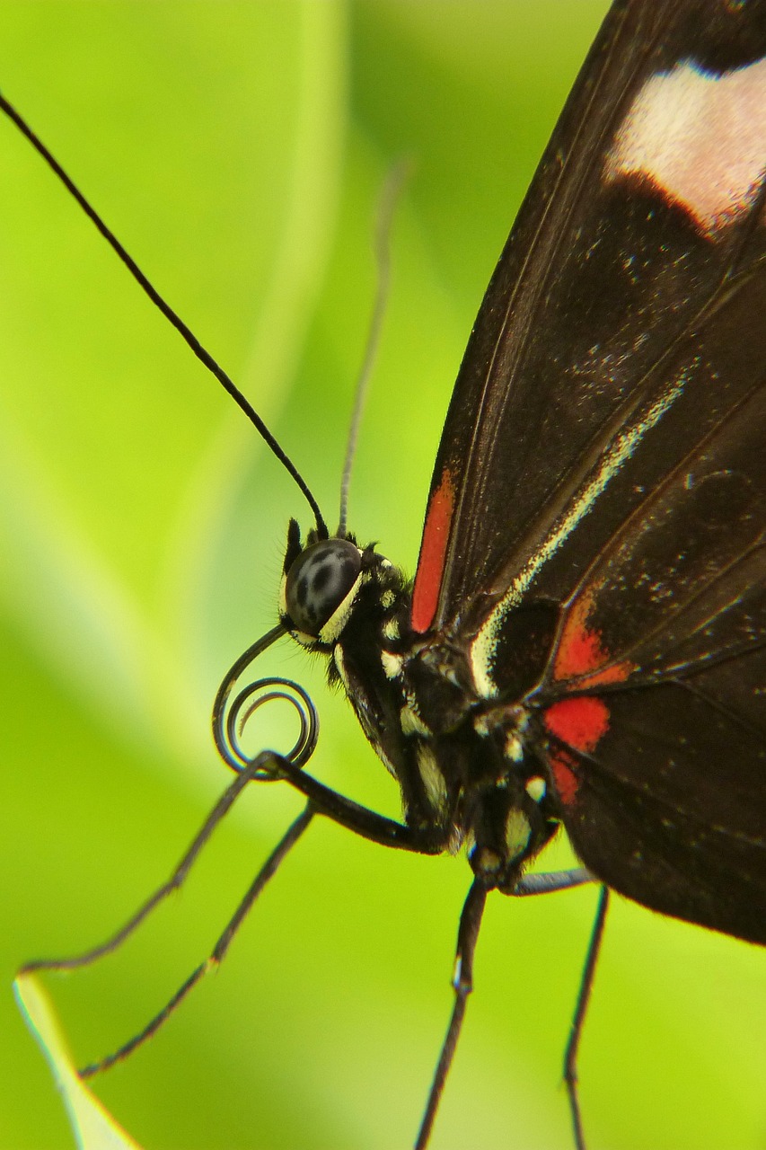 insect butterfly day nature free photo