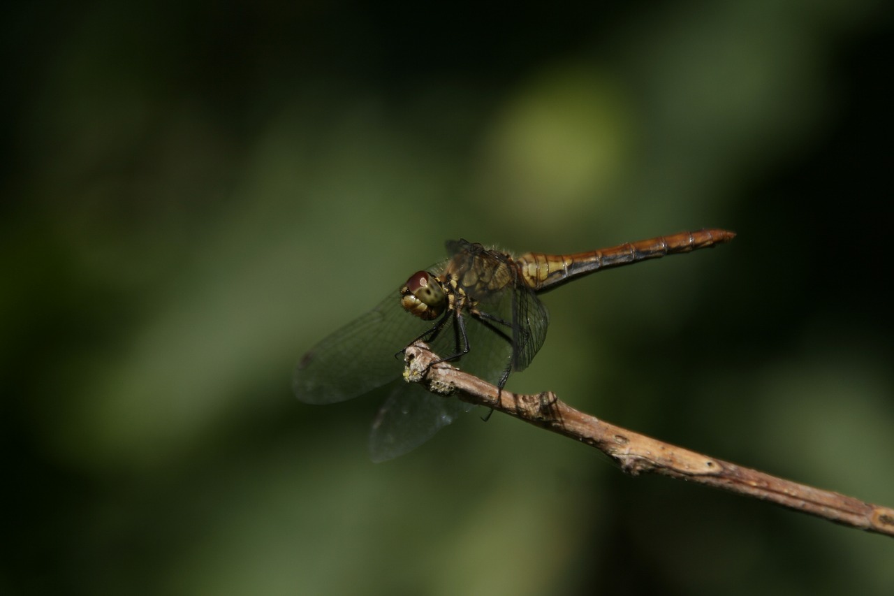 insect dragonfly animal world free photo