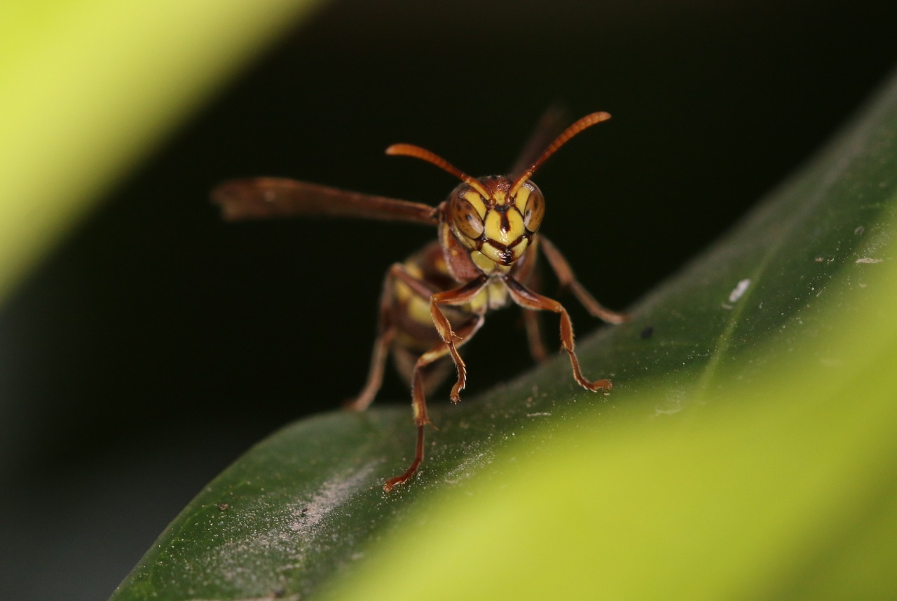 insect nature invertebrate free photo