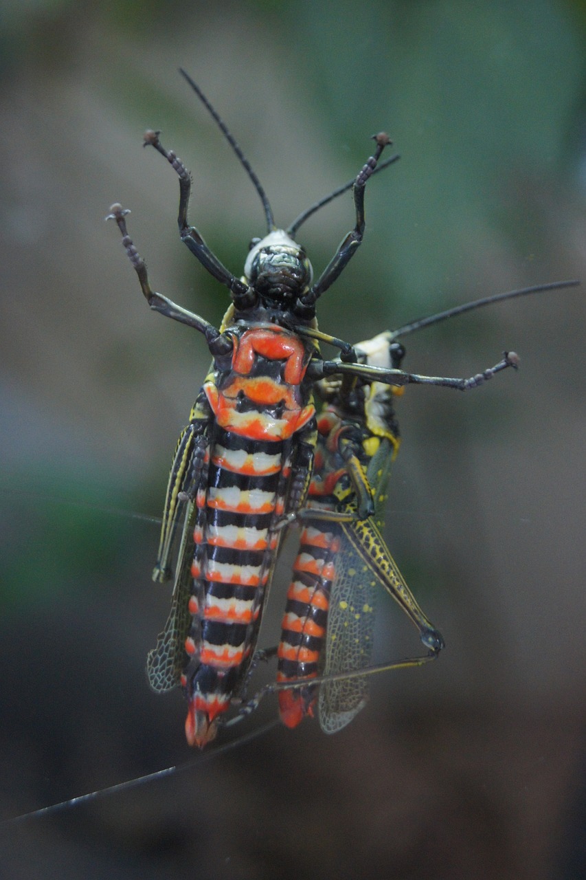 insect invertebrate wildlife free photo