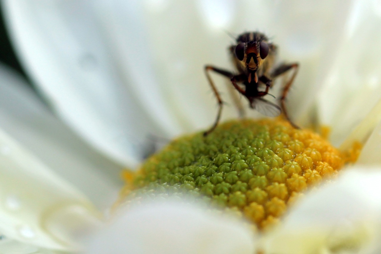 insect nature close free photo