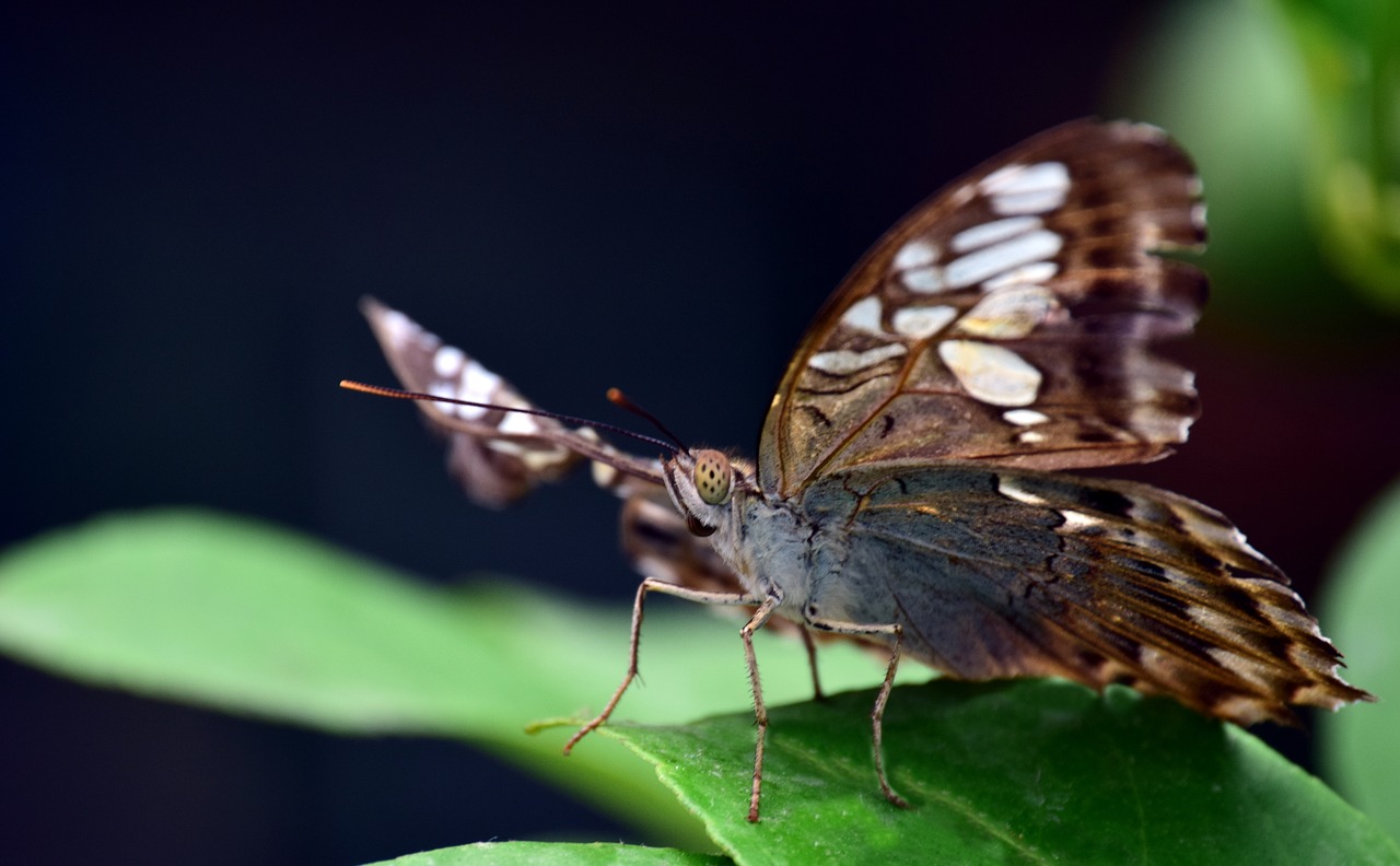 insect butterfly nature free photo