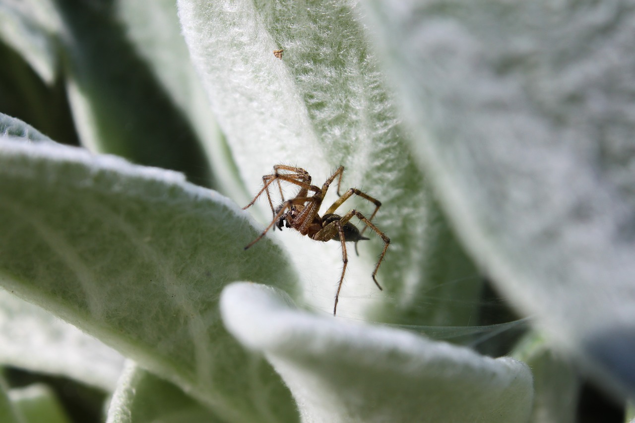 insect nature leaf free photo