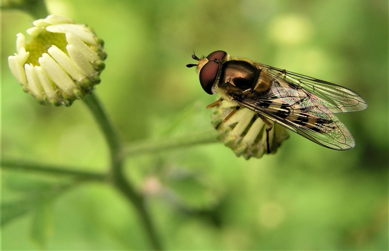 insect nature fly free photo