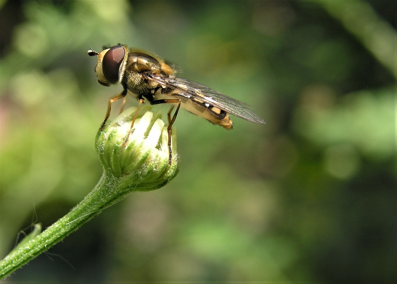 insect nature outdoors free photo