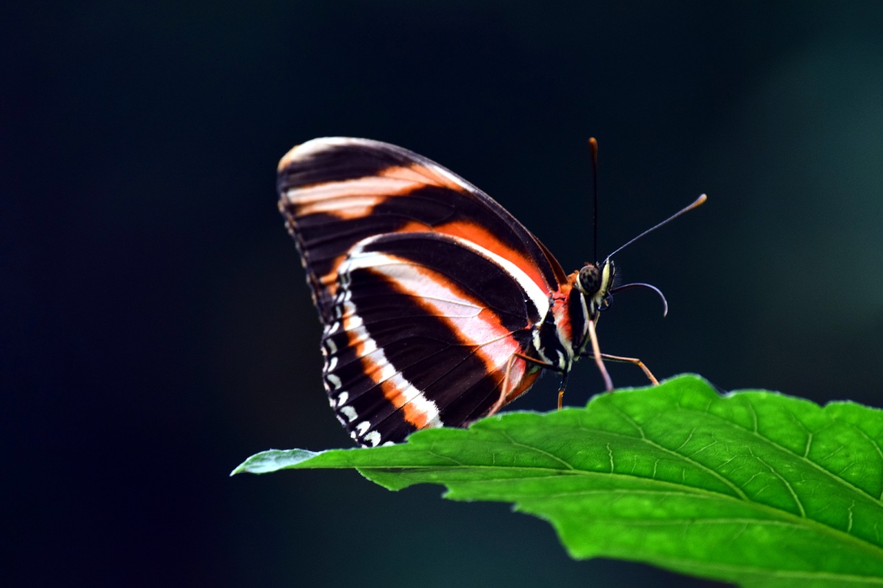 insect butterfly nature free photo