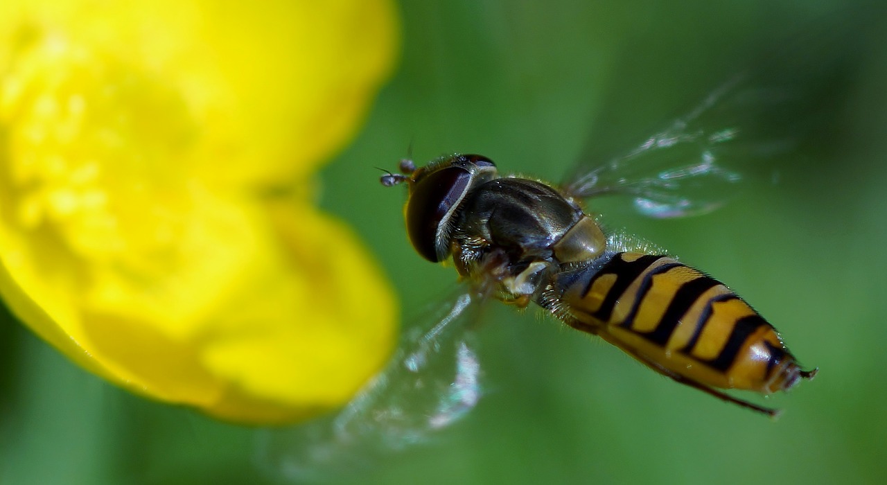 insect nature bee free photo