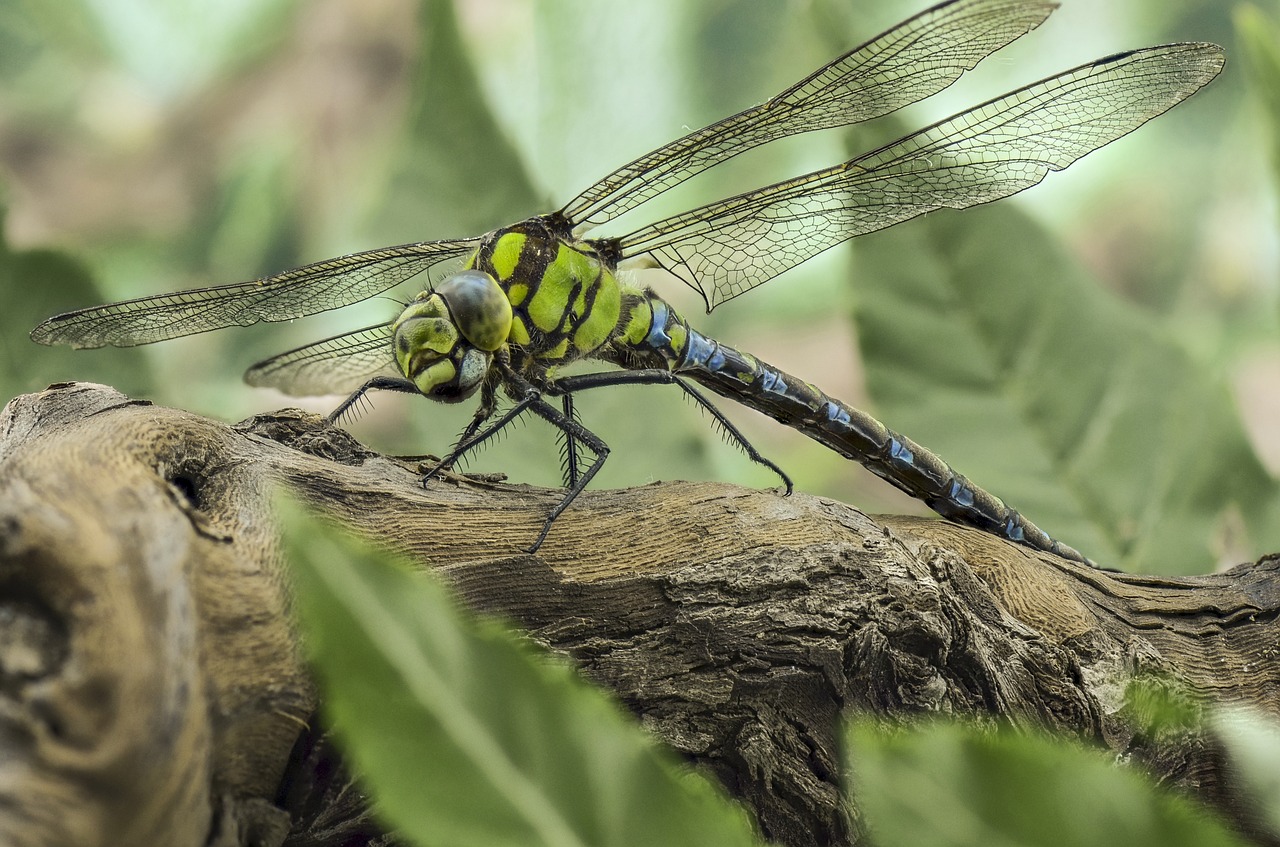 insect nature wildlife free photo