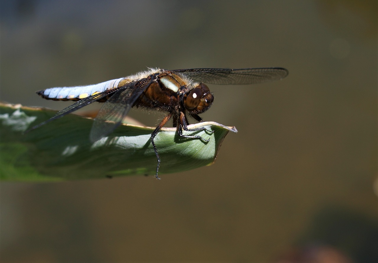 insect nature wildlife free photo