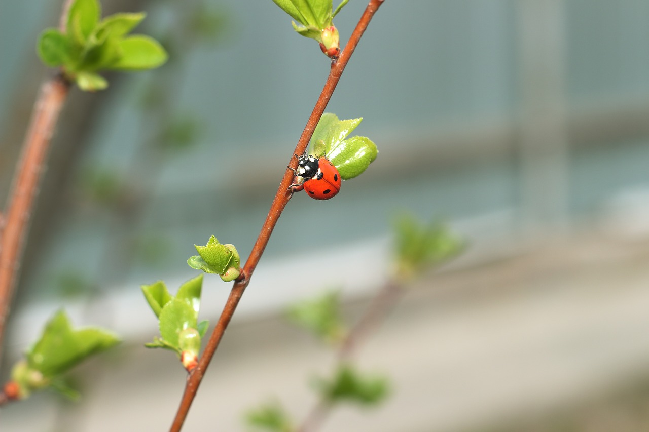 insect ladybug plant free photo