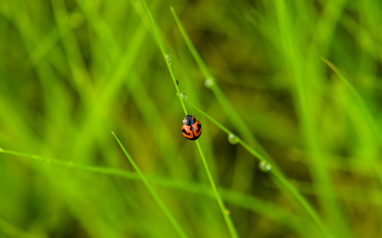 insect grass nature free photo