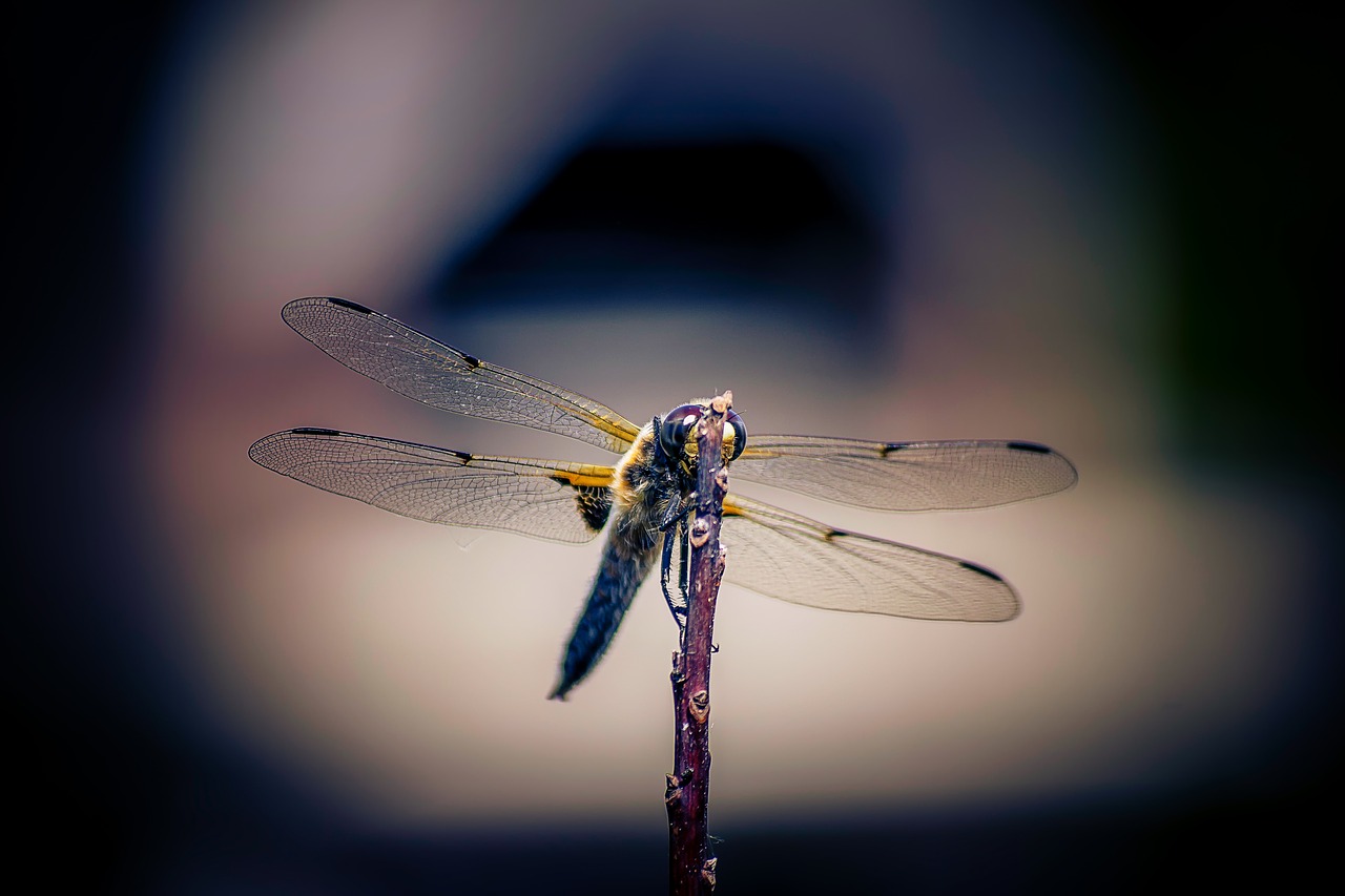 insect fly dragonfly free photo