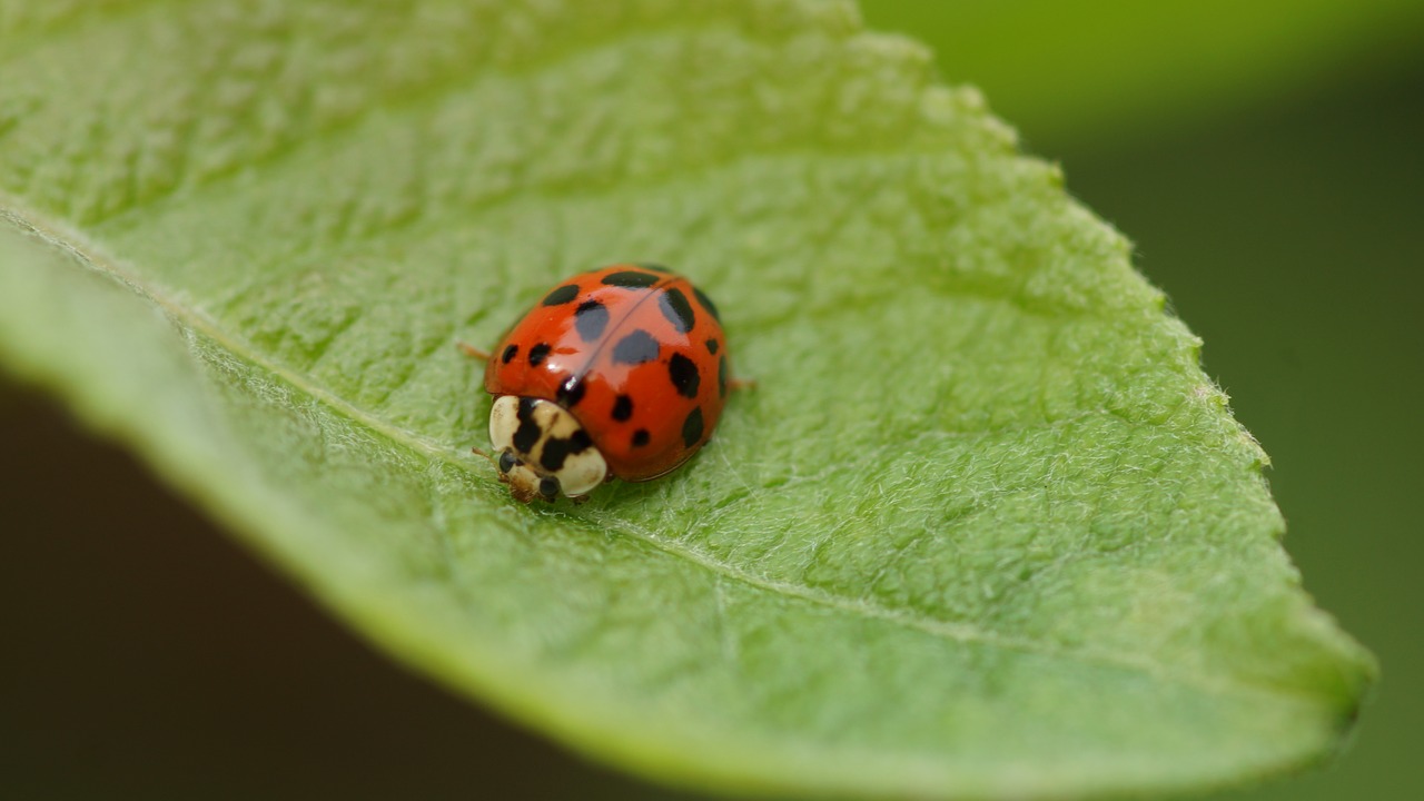 insect nature leaf free photo