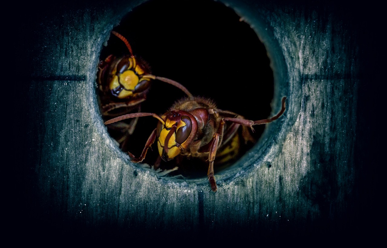 insect wasps hornets free photo