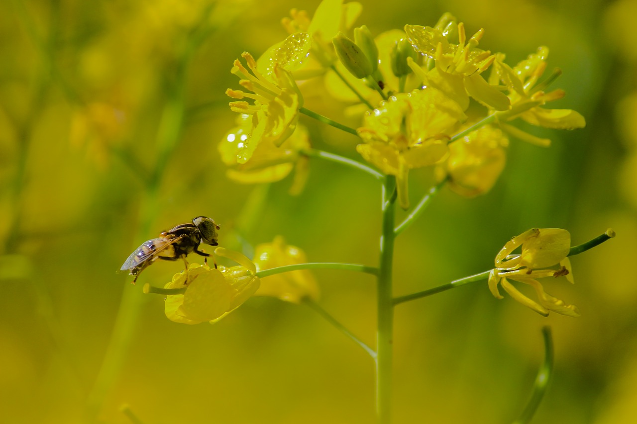 insect nature flower free photo