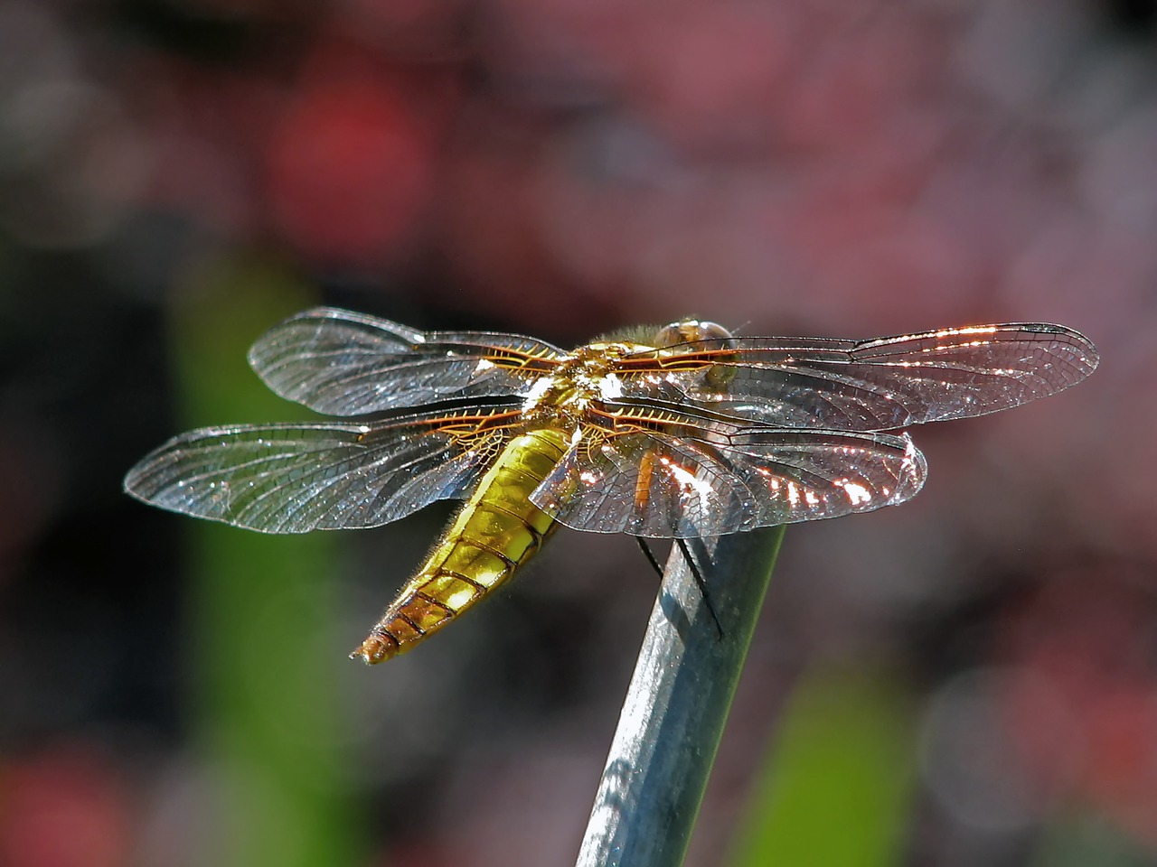 insect nature dragonfly free photo