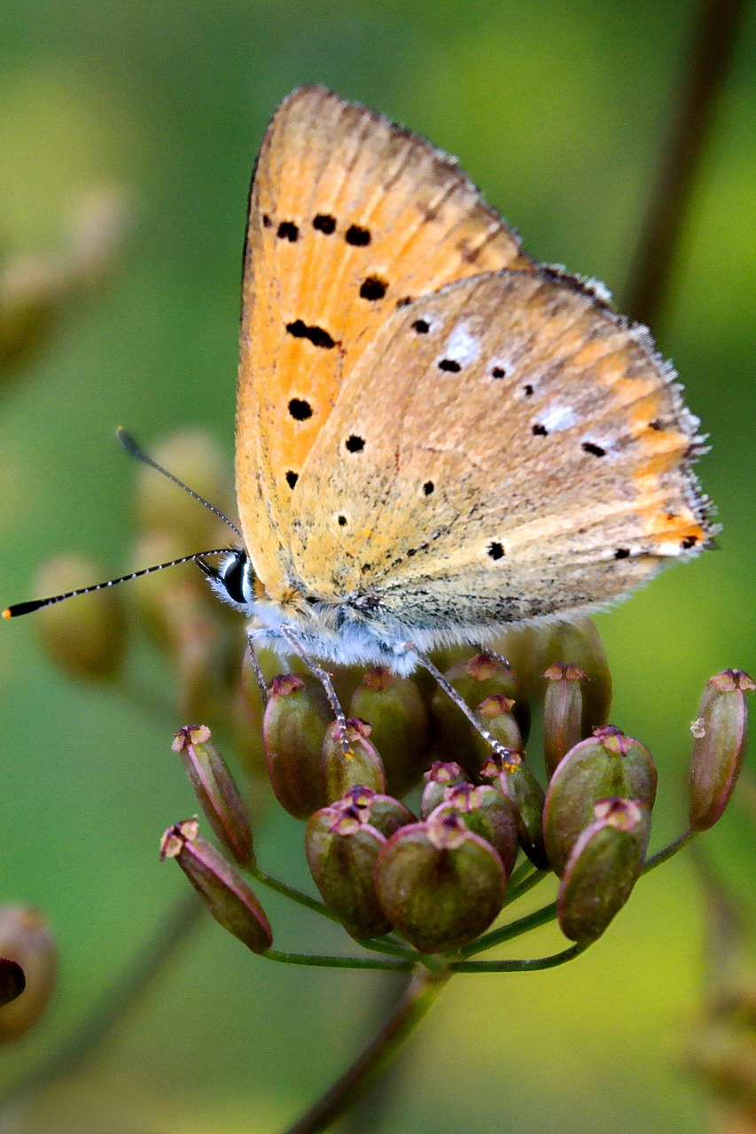 insect butterfly day nature free photo