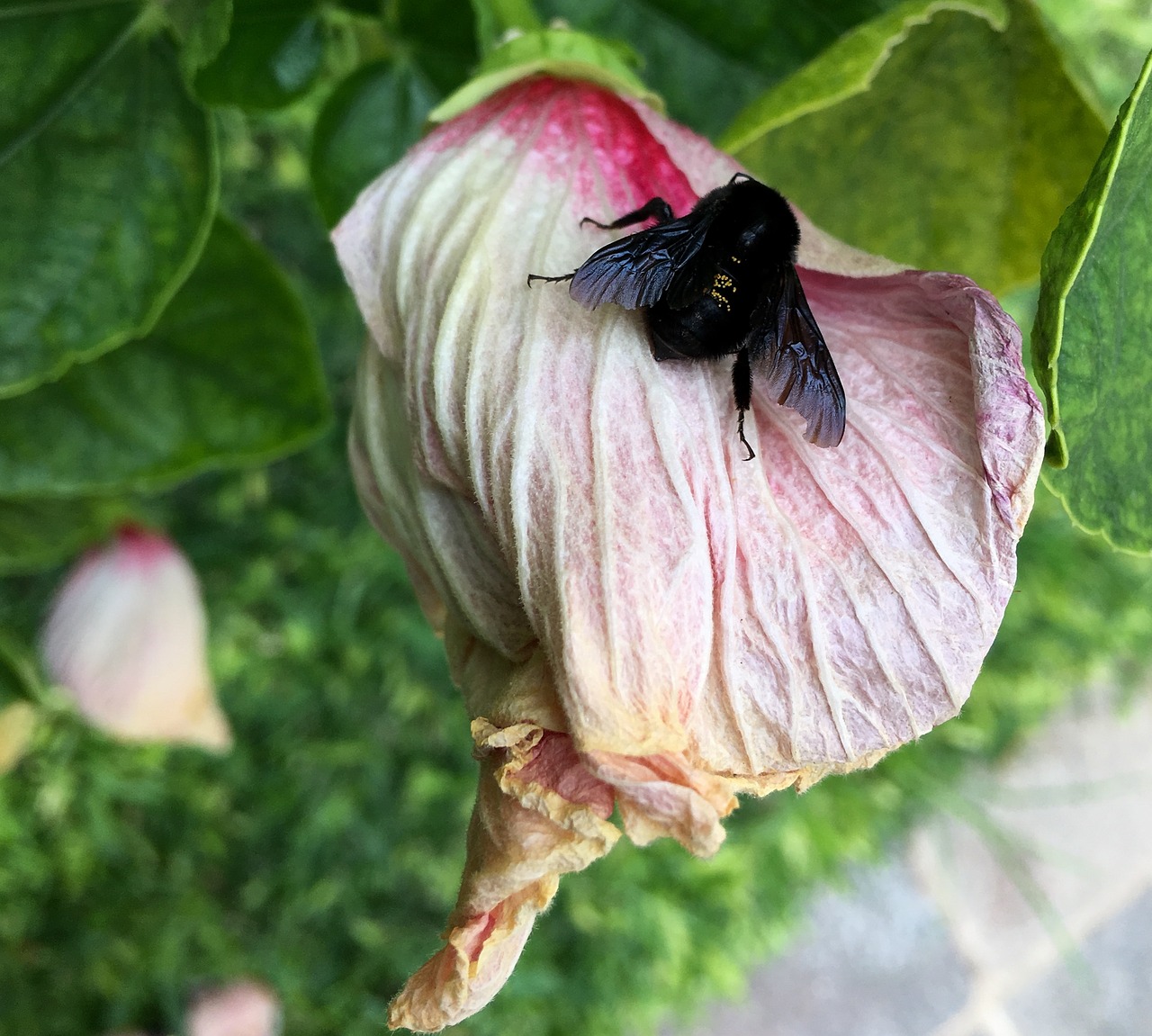 insect wings garden free photo