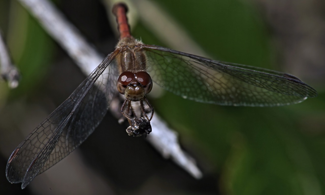 insect dragonfly wing free photo