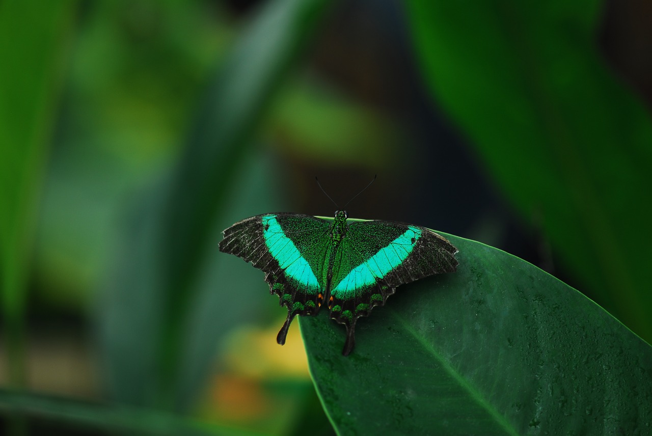 insect butterfly nature free photo