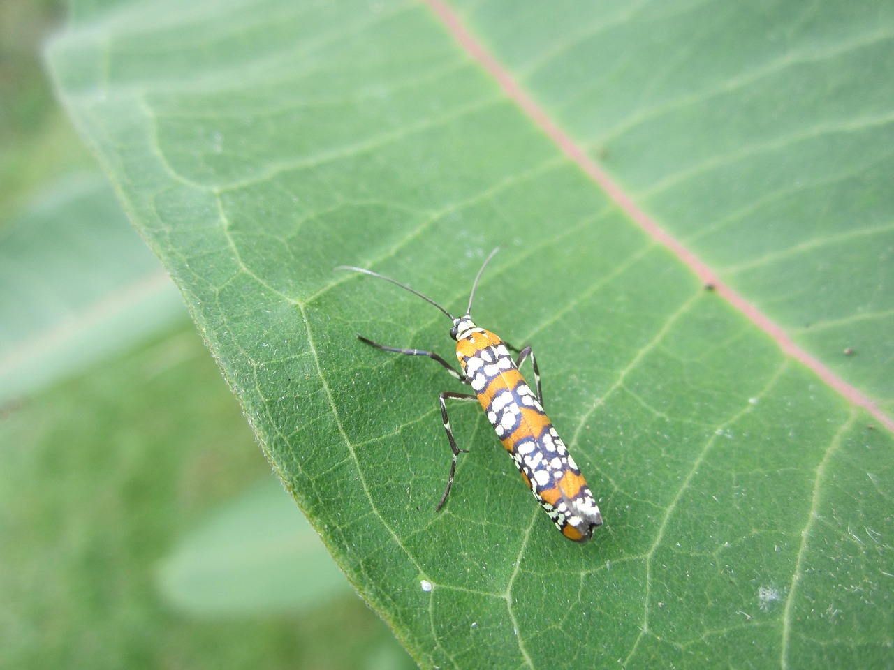 insect nature outdoors free photo