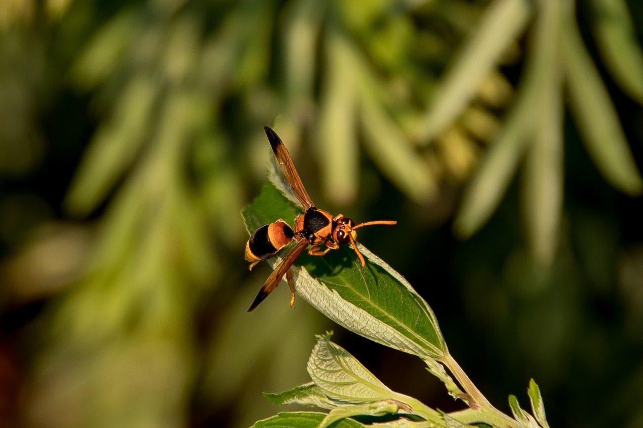 insect hornet abispa ephippian free photo