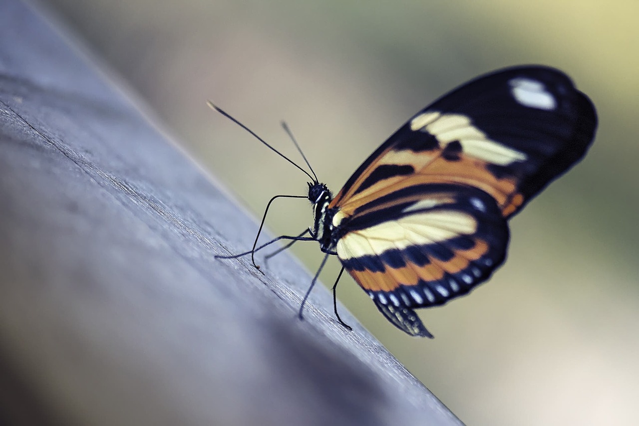 insect butterfly nature free photo