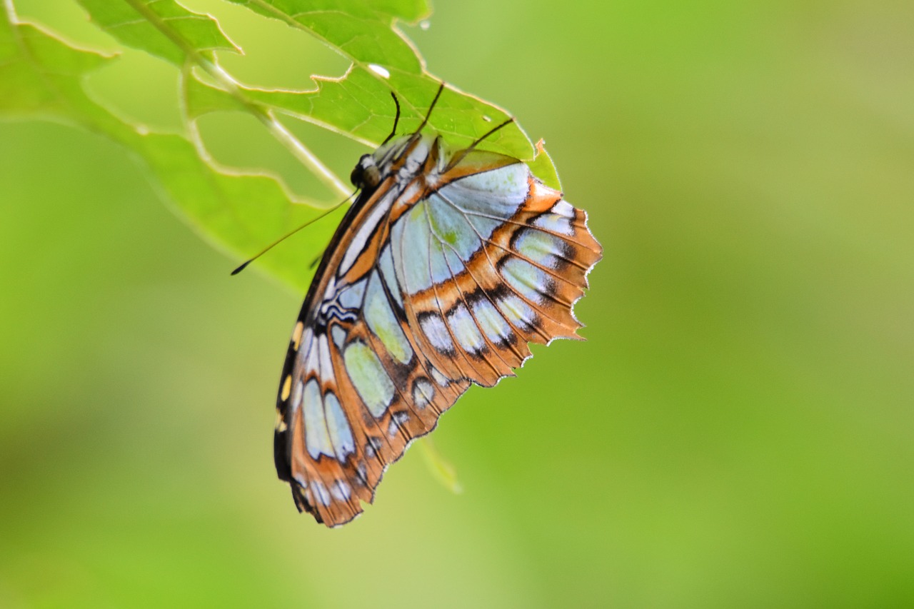 insect nature butterfly free photo