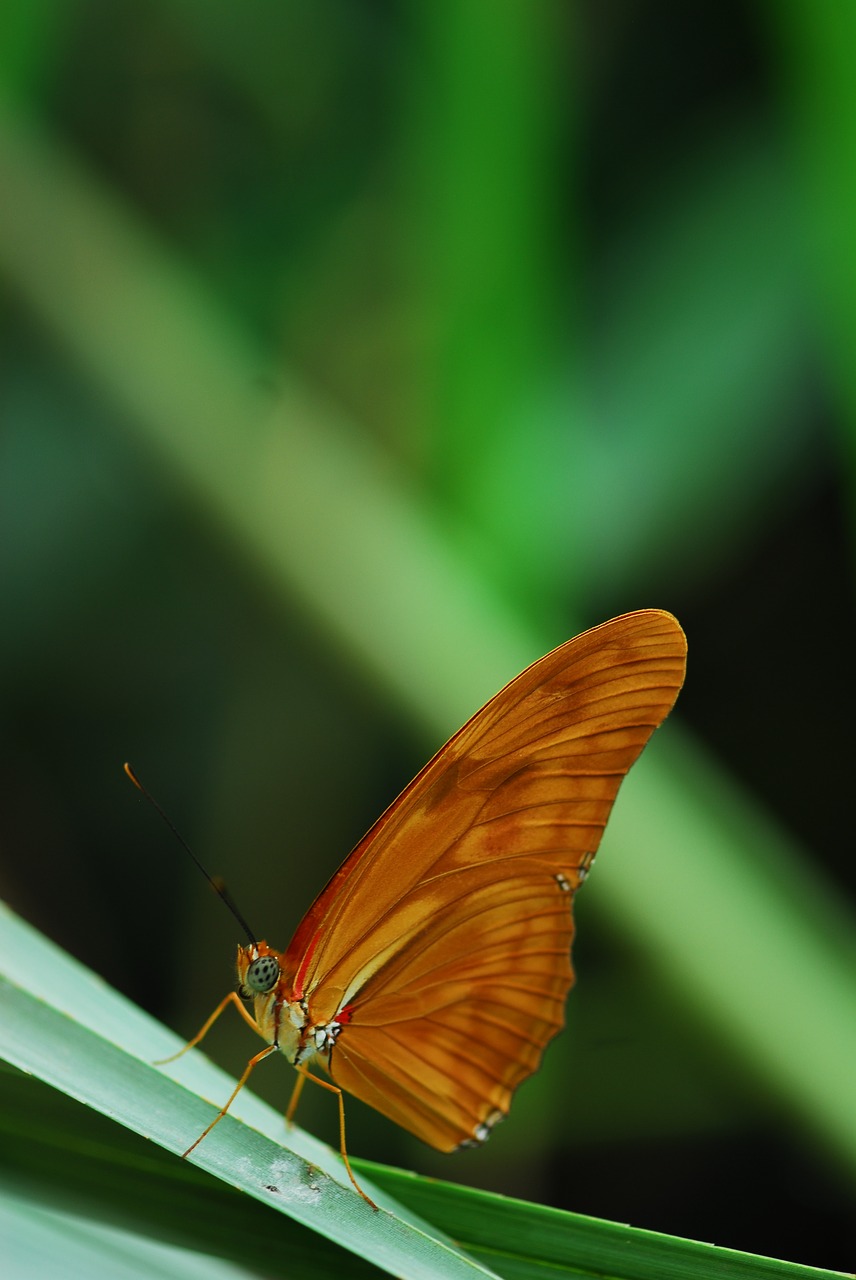 insect butterfly nature free photo