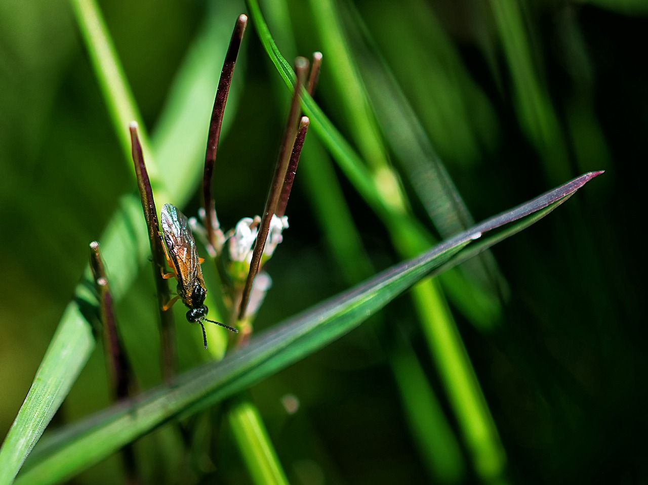 insect nature leaf free photo